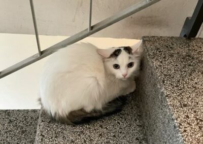 Sichtung Katze, Innsbruck (08/2023)