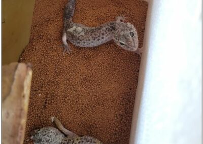 2 Geckos, Reith im Alpbachtal(08/2023)