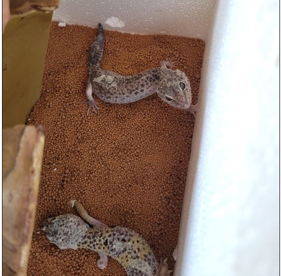 2 Geckos, Reith im Alpbachtal(08/2023)