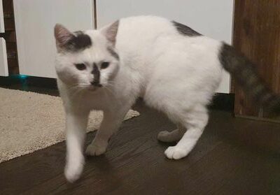 Fundkater, Münster (08/2023)