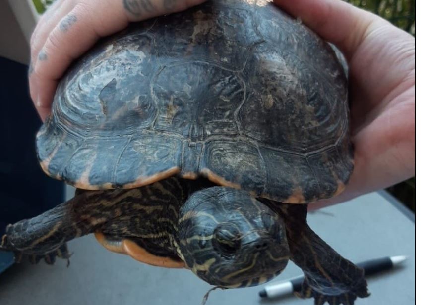 Schildkröte, Kundl(08/2023)