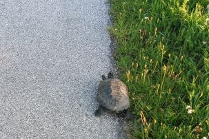 Schildkröte, Niederndorf(08/2023)