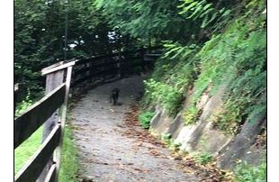 Sichtung Hund, Schwaz(08/2023)