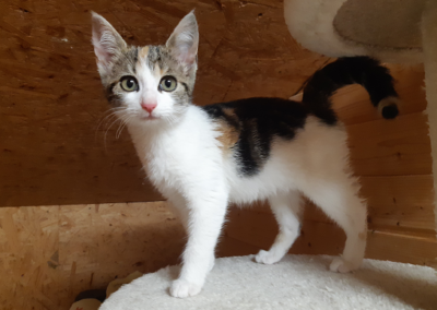Fundkatze, Söll (08/2023)