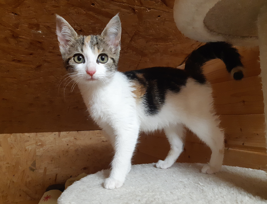 Fundkatze, Söll (08/2023)