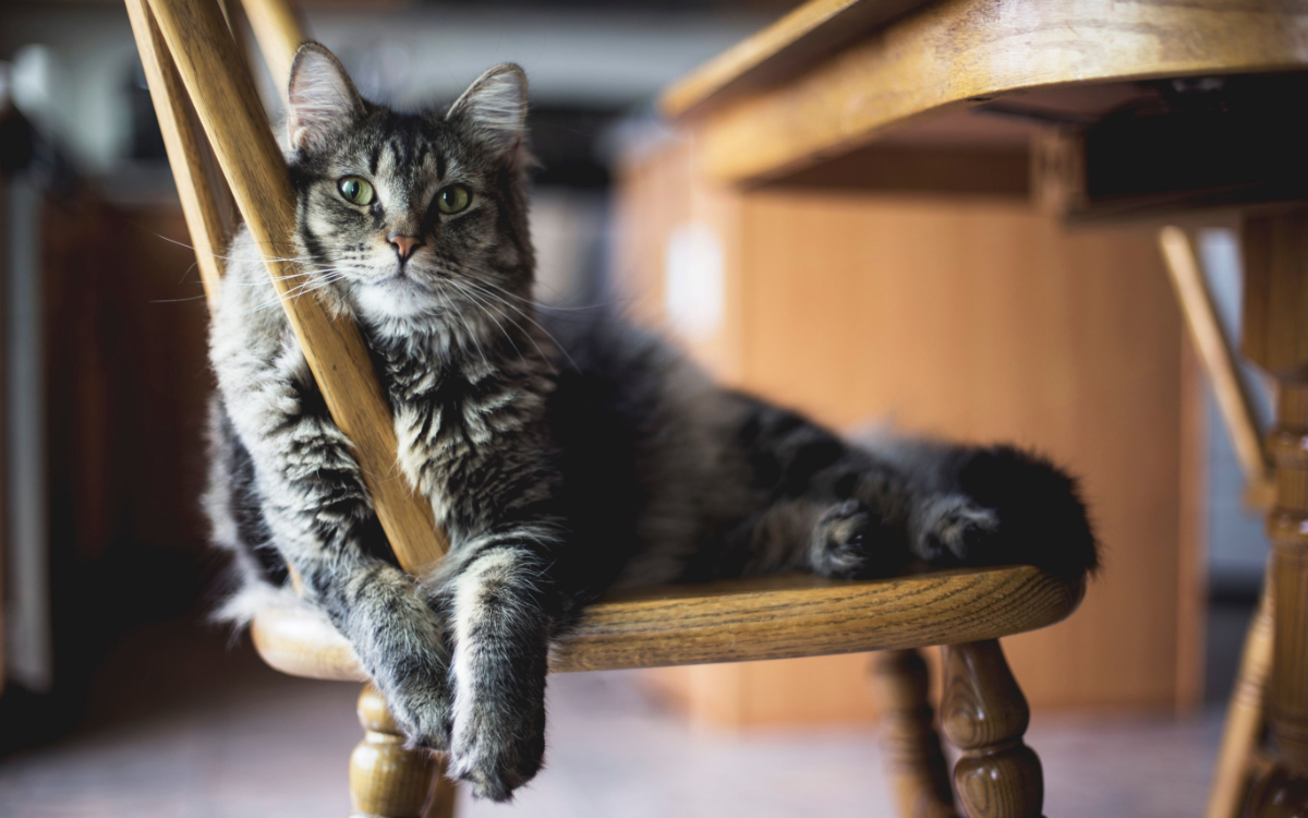 imagebild Tierpflegerin Katzen im Tierheim Mentlberg Jobanzeige imagebild Tierpflegerin Katzen im Tierheim Mentlberg Jobanzeige