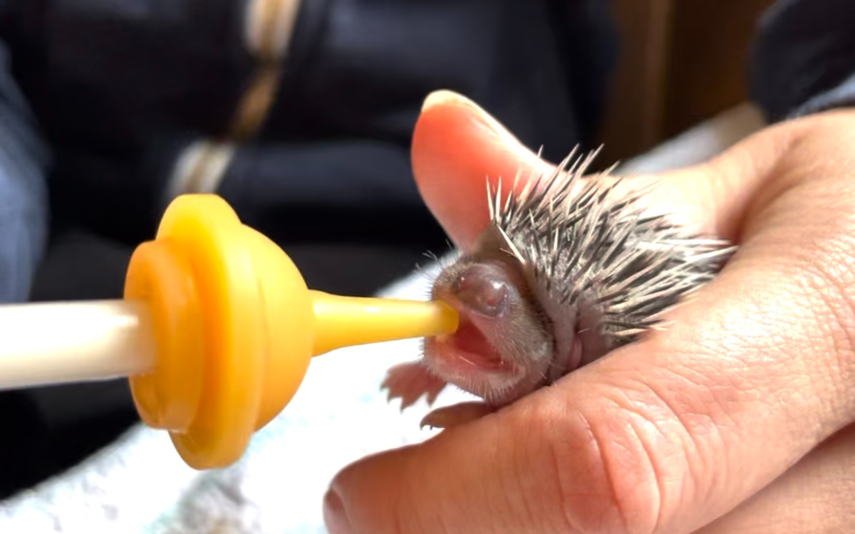 imagebild-wildtierpfleger-igel-jungtier-aufzucht