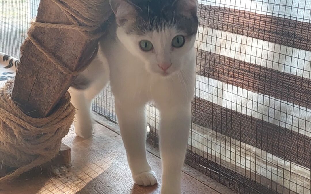 Arya