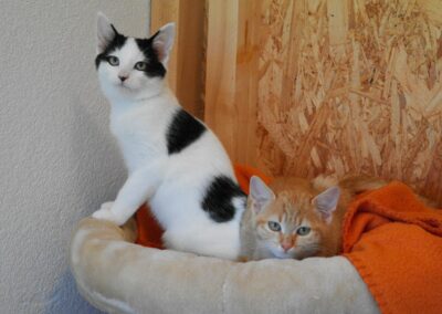 Pepples & Bambam
