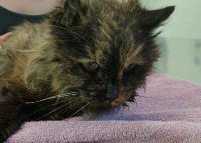 Fundkatze Rinn  (09/23)