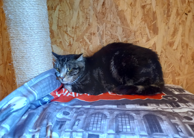 Fundkater, Fieberbrunn (08/2023)