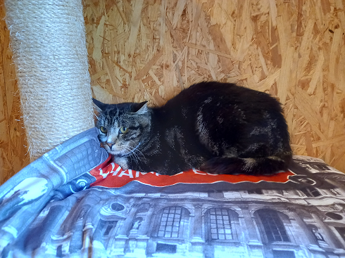 Fundkater, Fieberbrunn (08/2023)