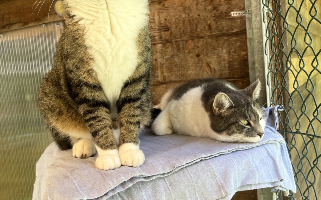 Happy & Schnurli