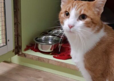 Fundkatze Tivoli