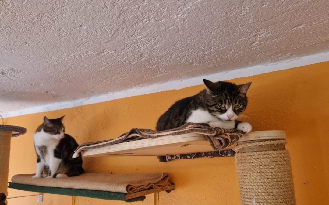 Rocky und Tiger