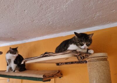 Rocky und Tiger