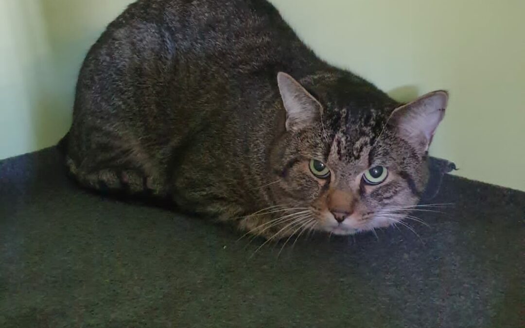Fundkater O-Dorf (10/2023)