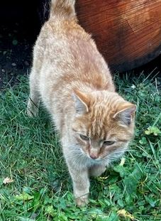 Fundkatze, Nauders Sägewerk  (11/23)