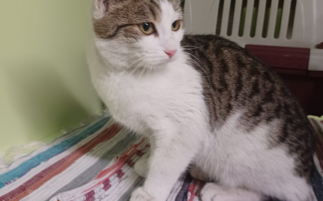 Fundkater Hall  (11/23)
