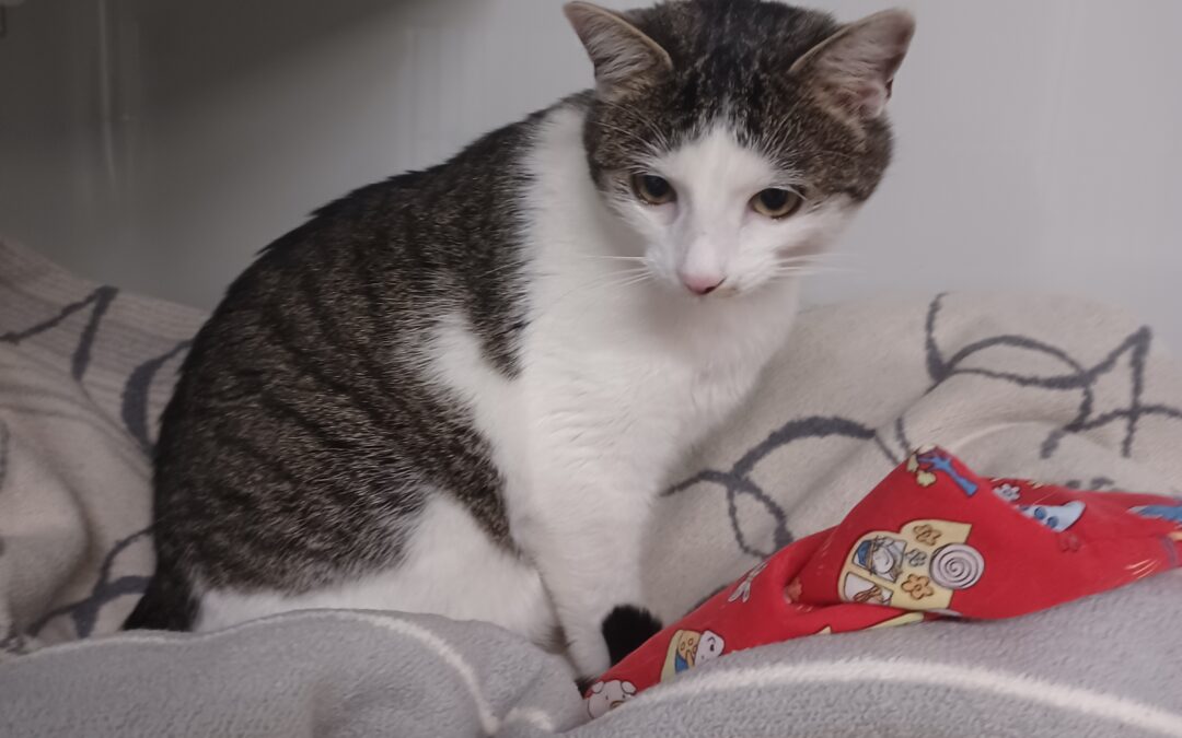 Fundkatze Ampass  (11/23)