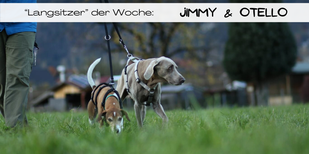 Seniorenbrüder suchen Für-Immer-Zuhause: Jimmy & Otello