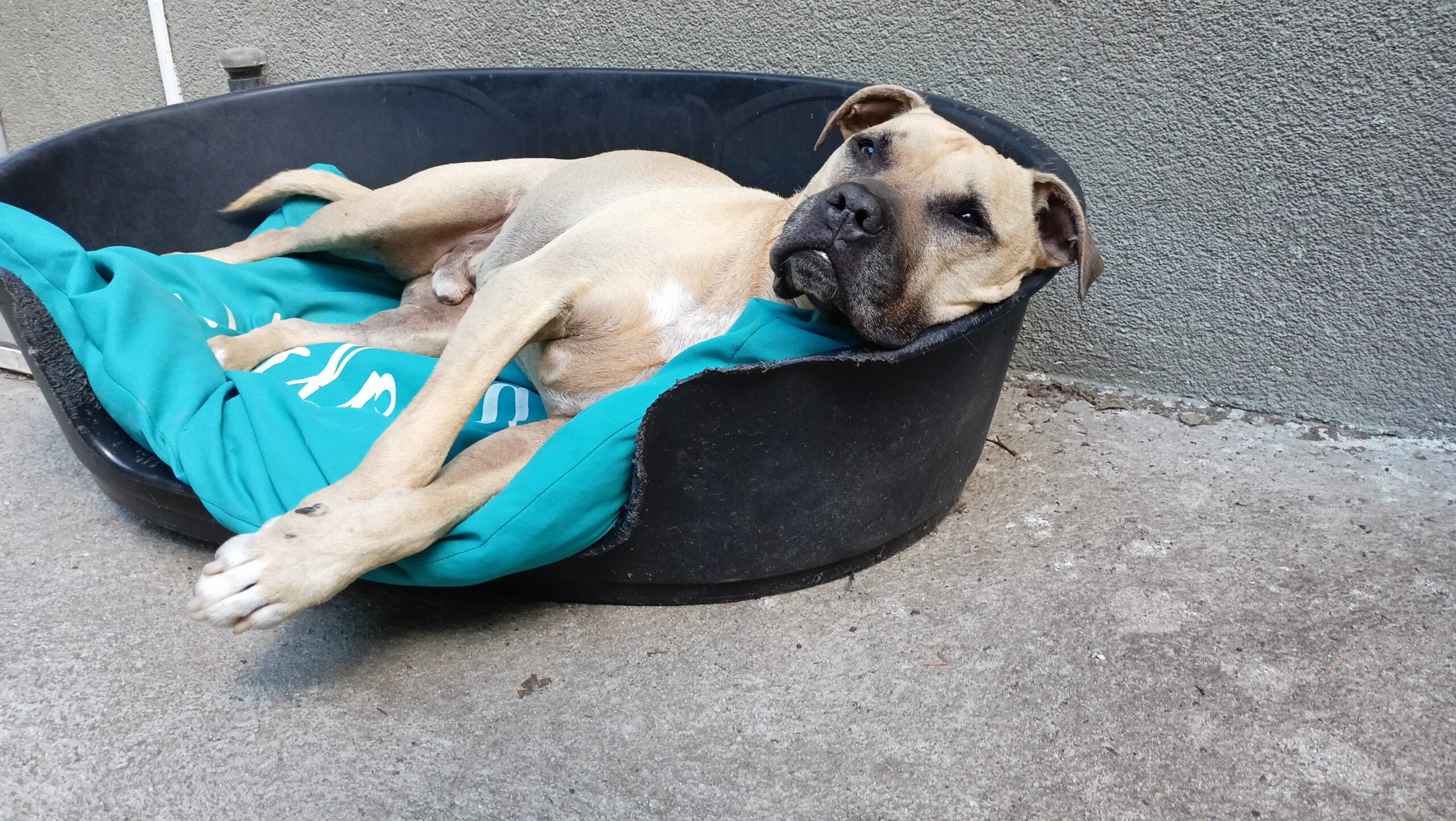 Cesar (2)
