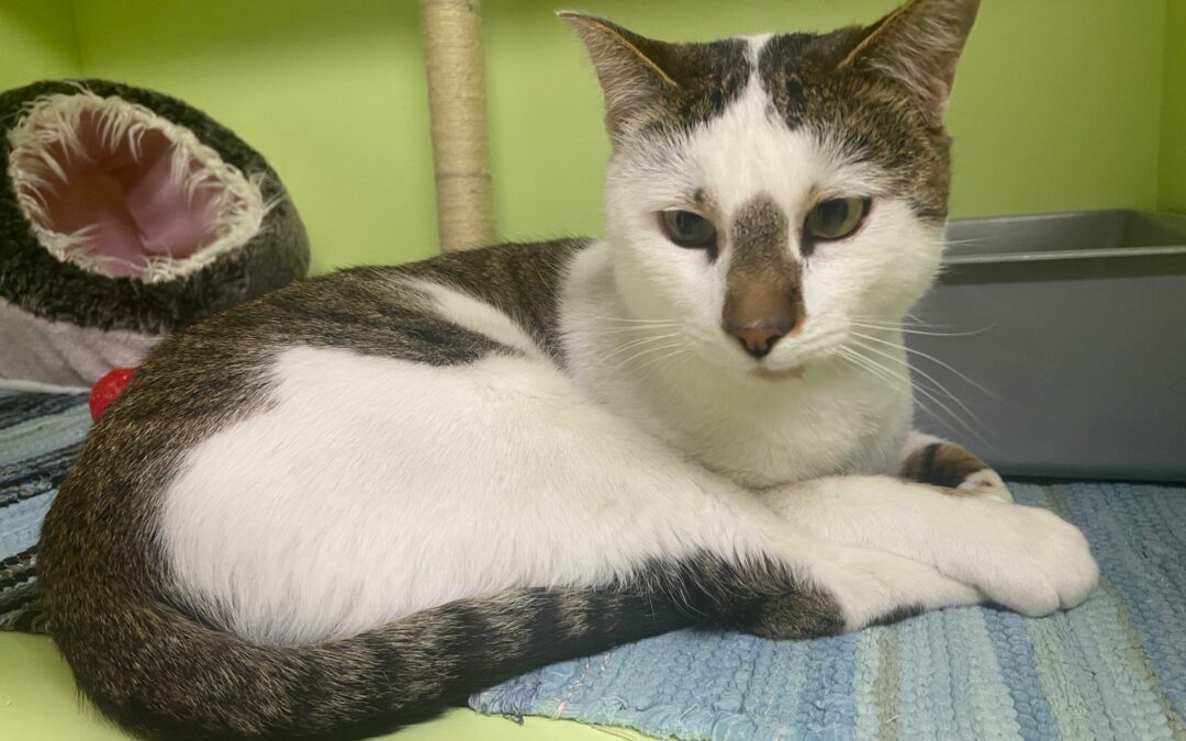 Fundkater Mieders  (11/23)