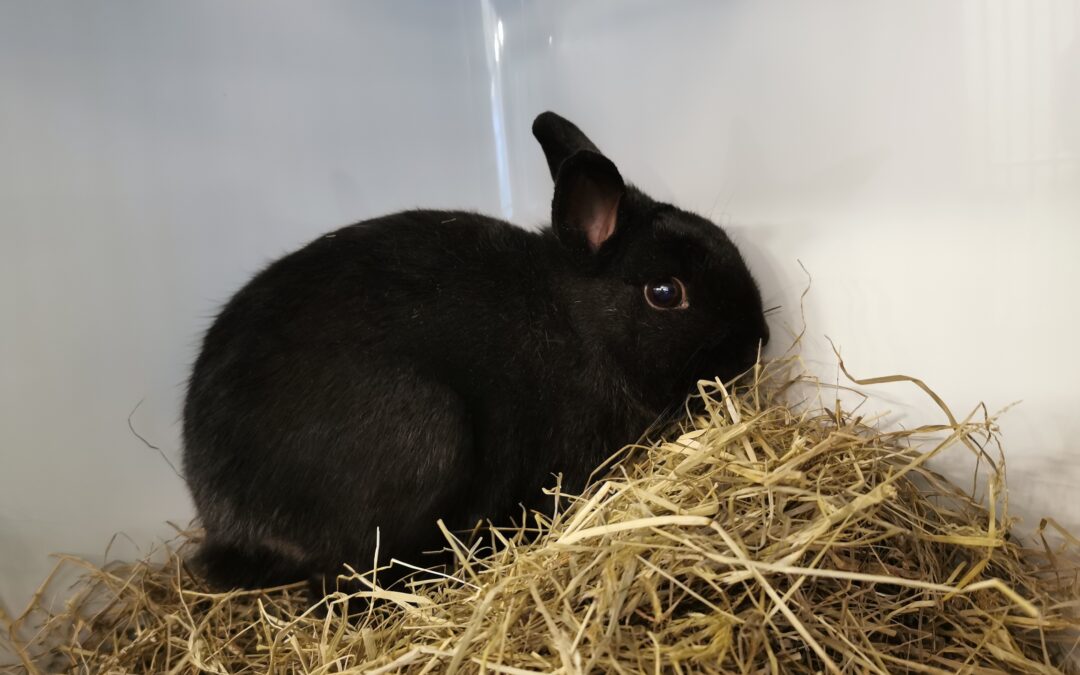 Fundkaninchen  (11/23)