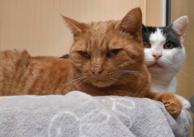Fuchsi und Iggy