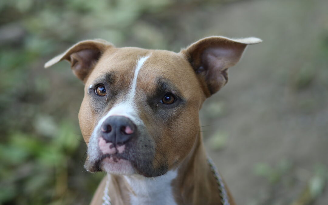 Nova