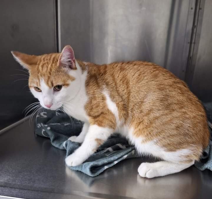 Fundkater Kufstein  (11/23)