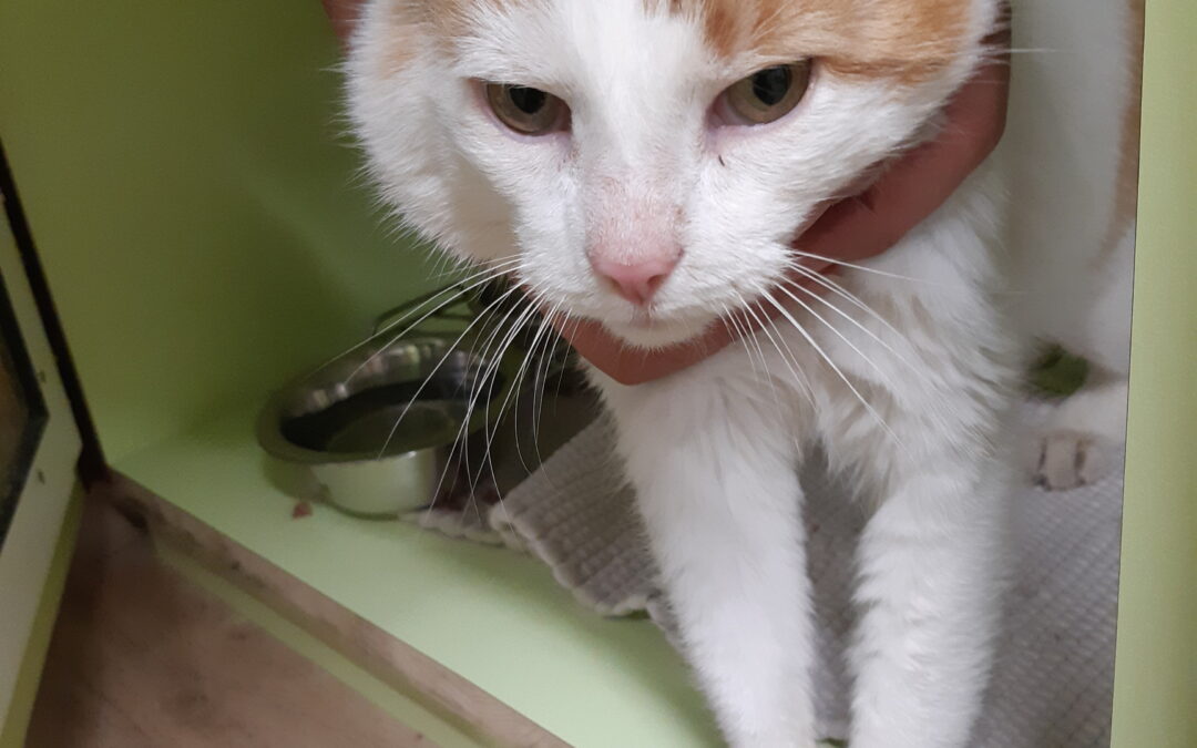 Fundkatze, Telfs  (12/23)