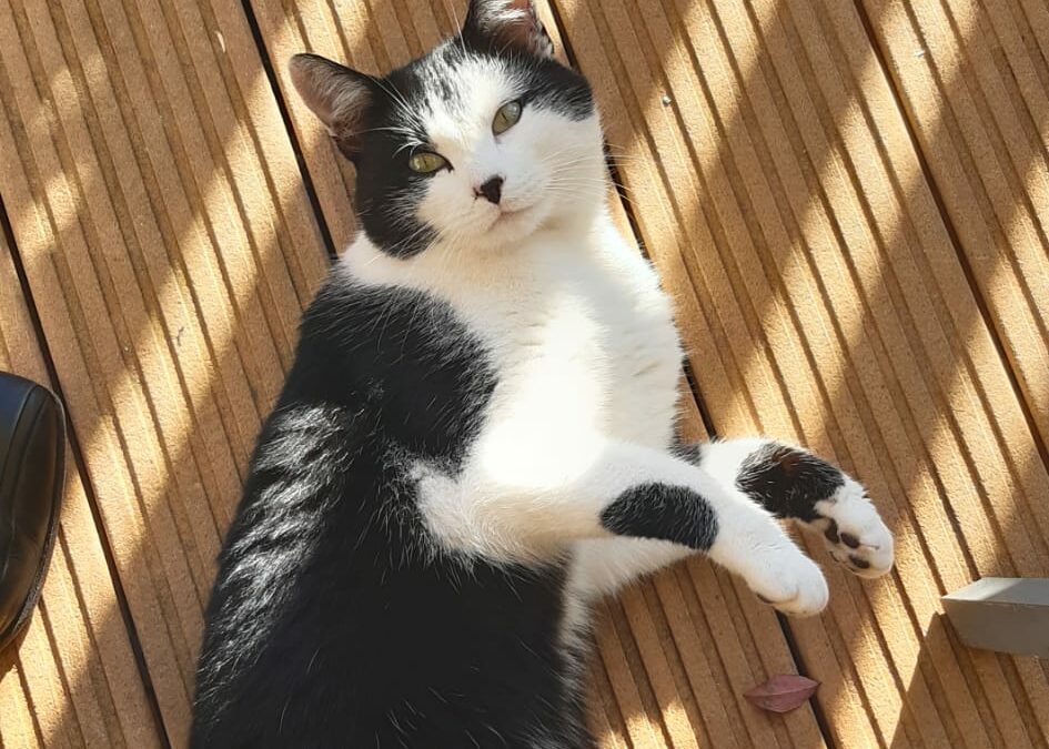 Fundkatze, Walchsee,  (10/23)