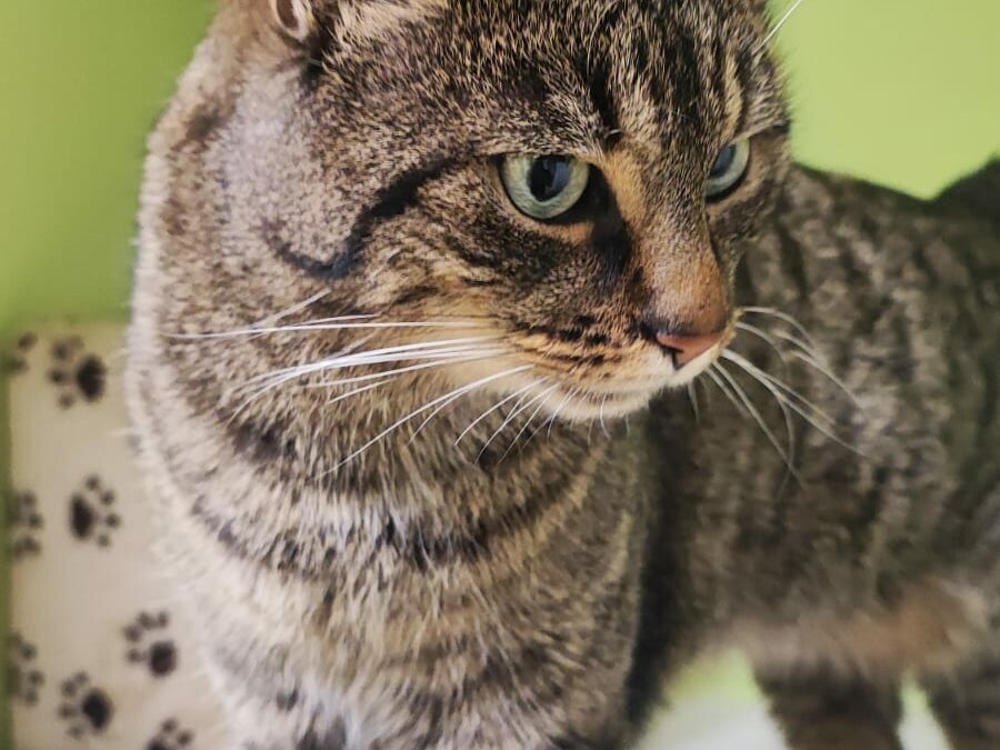 Fundkater, Ampass  (12/23)