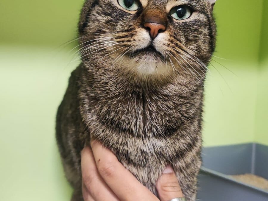 Fundkater, Gramartboden  (12/23)
