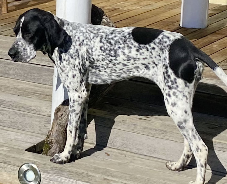 Hund Stella, Innsbruck  (Dezember 2023)