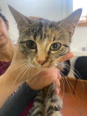Fundkatze Kematen,  (12/23)