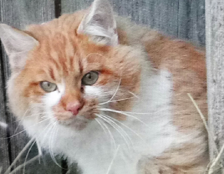 Fundkater, Kundl  (11/23)