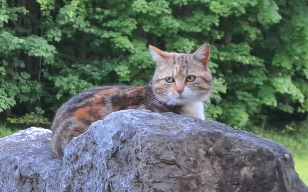 Katze Lina, Angerberg  (12/23)