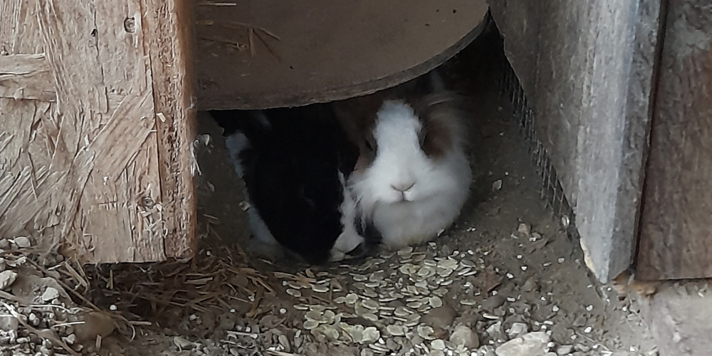 Traumzuhause mit Traummann gefunden: Kaninchen Alma