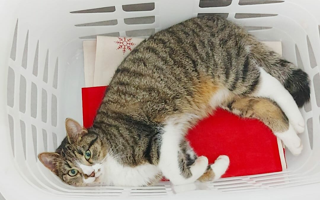 Kater Pan, Kitzbühel  (01/24)