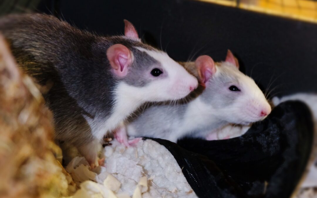 junge Ratten (männlich)