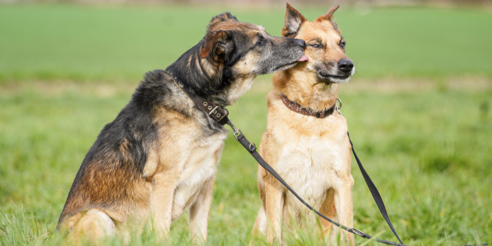 DRINGEND GNADENPLATZ GESUCHT: Aron & Ares