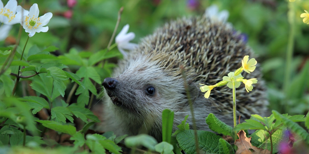 Igel im eigenen Garten auswildern