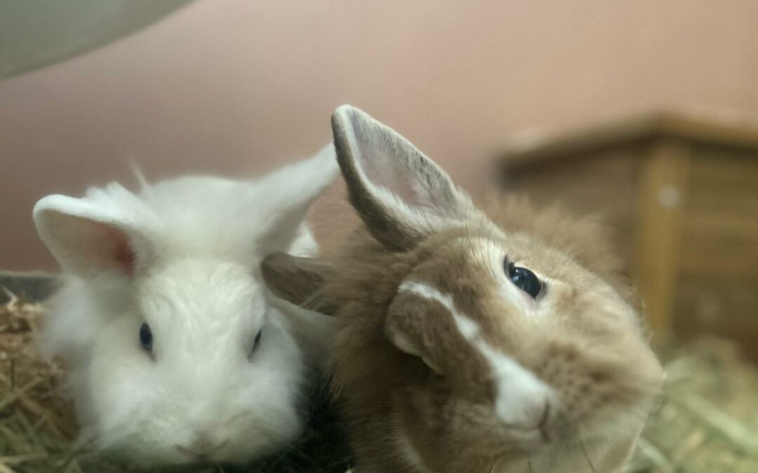 Minji & Pippi