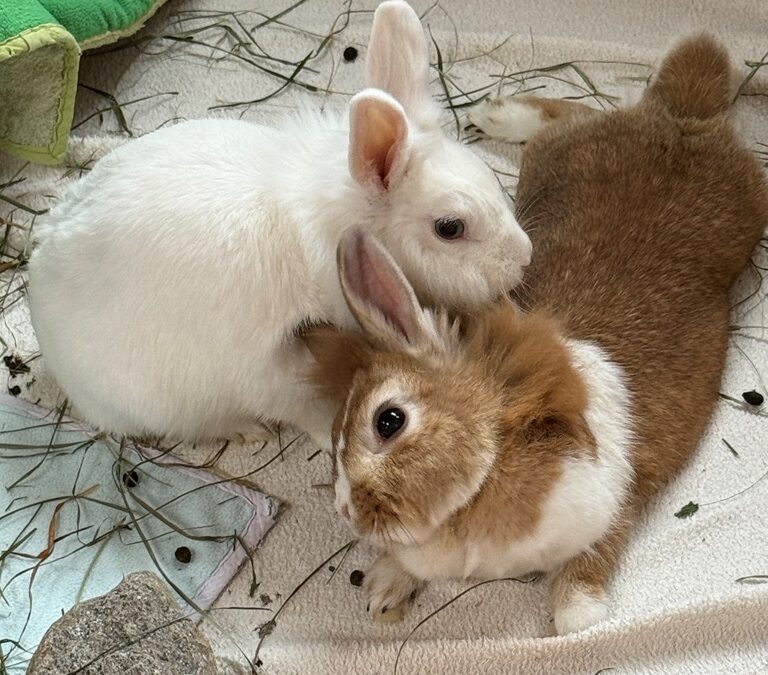 Minji & Pippi