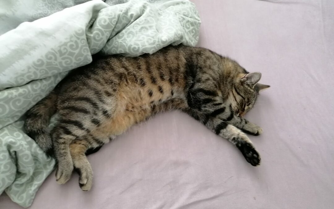 Monty, Kundl (03/24)