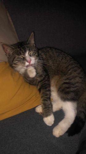 Simba, Itter (04/24)