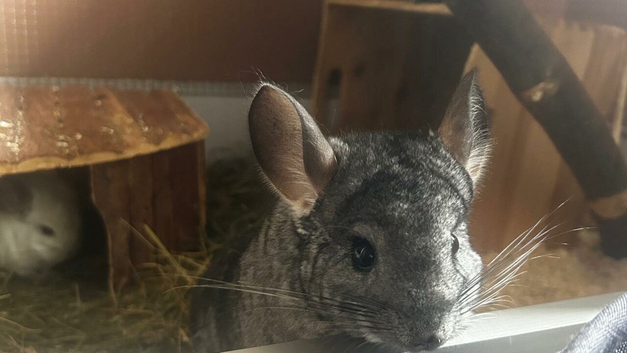 Wie Viele Chinchillas Braucht Man Für Einen Mantel www.tierschutzverein-tirol.at