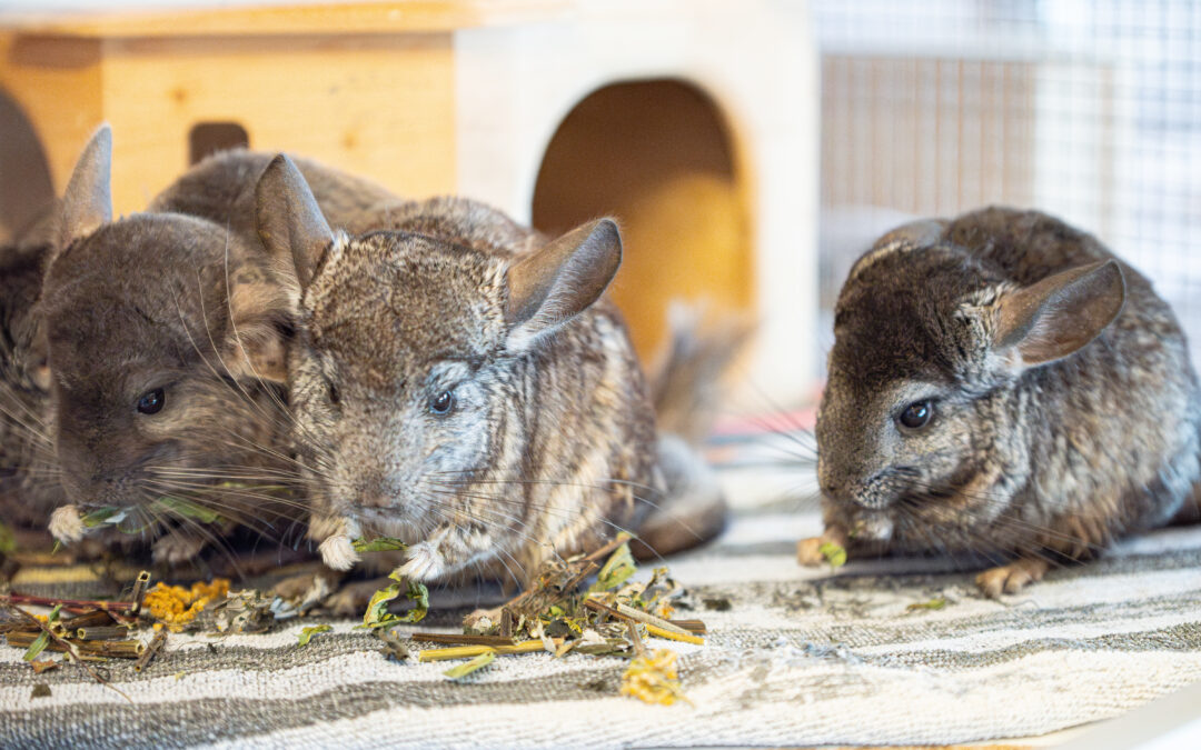 Chinchillas